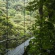 Beautiful suspension bridge in rainforest at costa rica