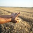 Farmers hands and wheat crops in the field