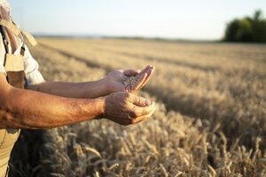 Farmers hands and wheat crops in the field