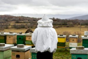 A beekeeper with their beehives