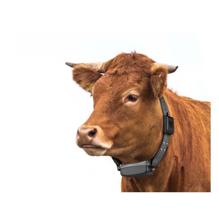 LoRaWAN GPS cattle Collar